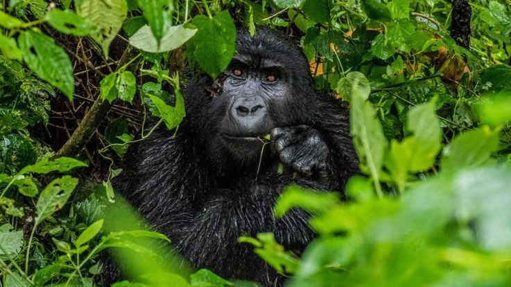 Explora_Uganda_y_Ruanda_12_dias